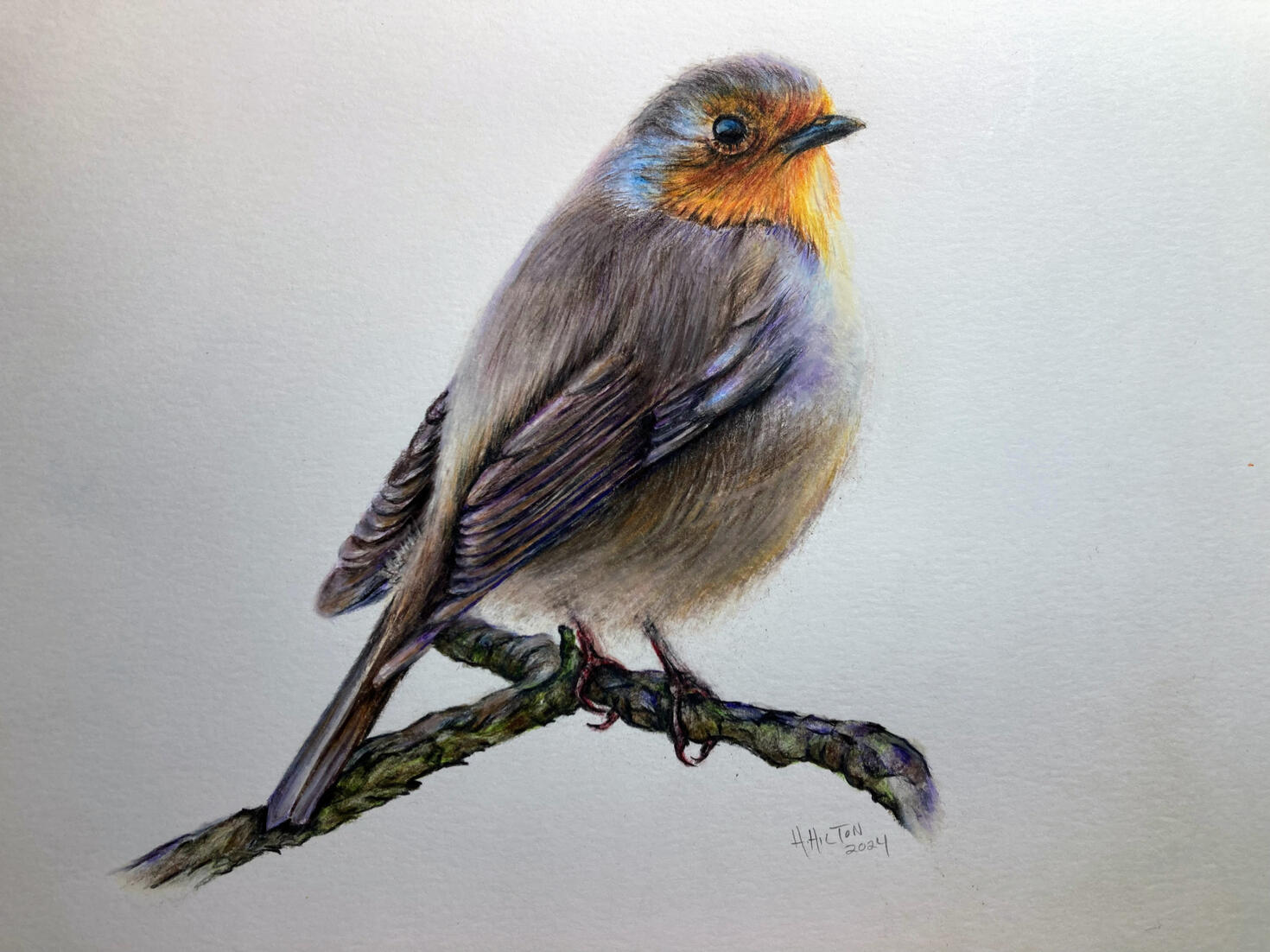 Robin (English) 12x9 colored pencil/paper